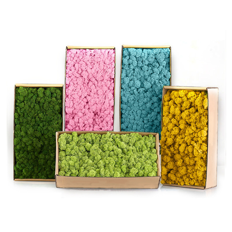 Sphagnum Moss Dry - Yapay Yeşil Bitkiler Mini Peyzaj Sonsuz