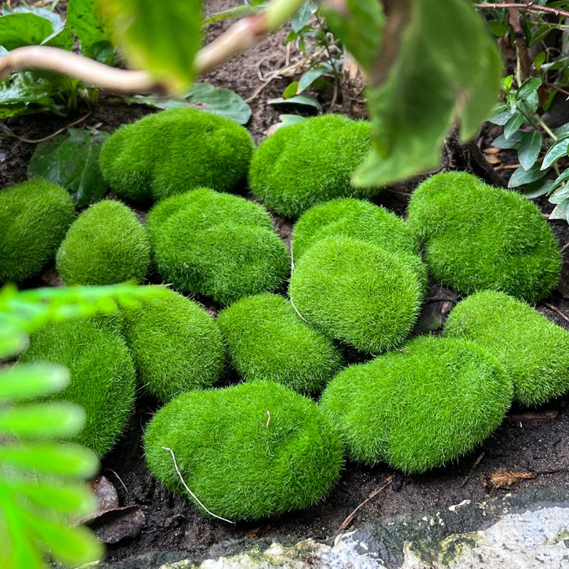 100/5 adet yapay yosun kaya sa - Sphagnum Moss Dry incelemesi ve fiyatı