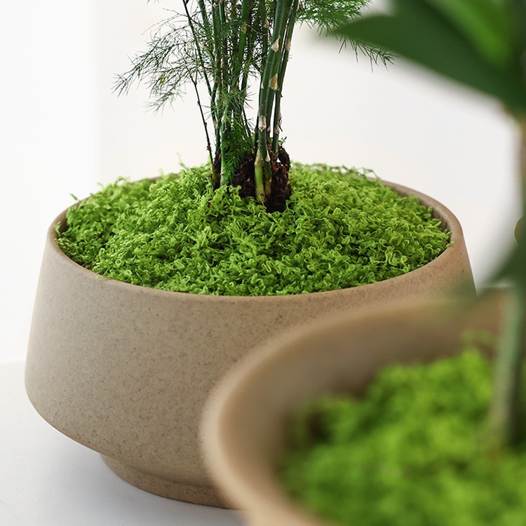 Büyük Paket Gerçekçi Yapay Yos - Sphagnum Moss Dry incelemesi ve fiyatı
